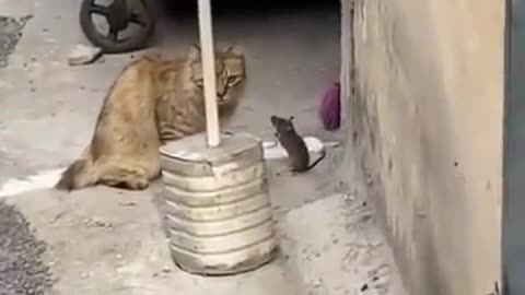 REAL TOM AND JERRY SHOW