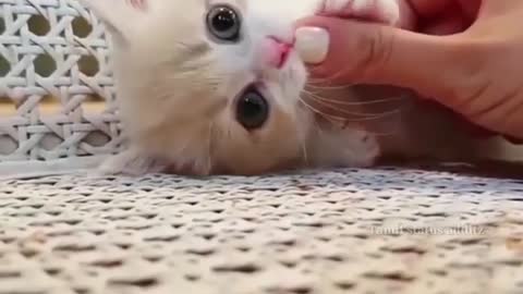 Cute cat