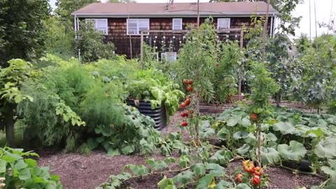 Mirror|Amazing Garden Harvest on Only 1/9th an Acre, Backyard Sustainable Gardening