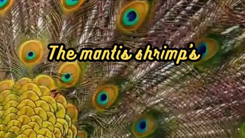 Animal Facts Mantis Shrimp Punch #shorts