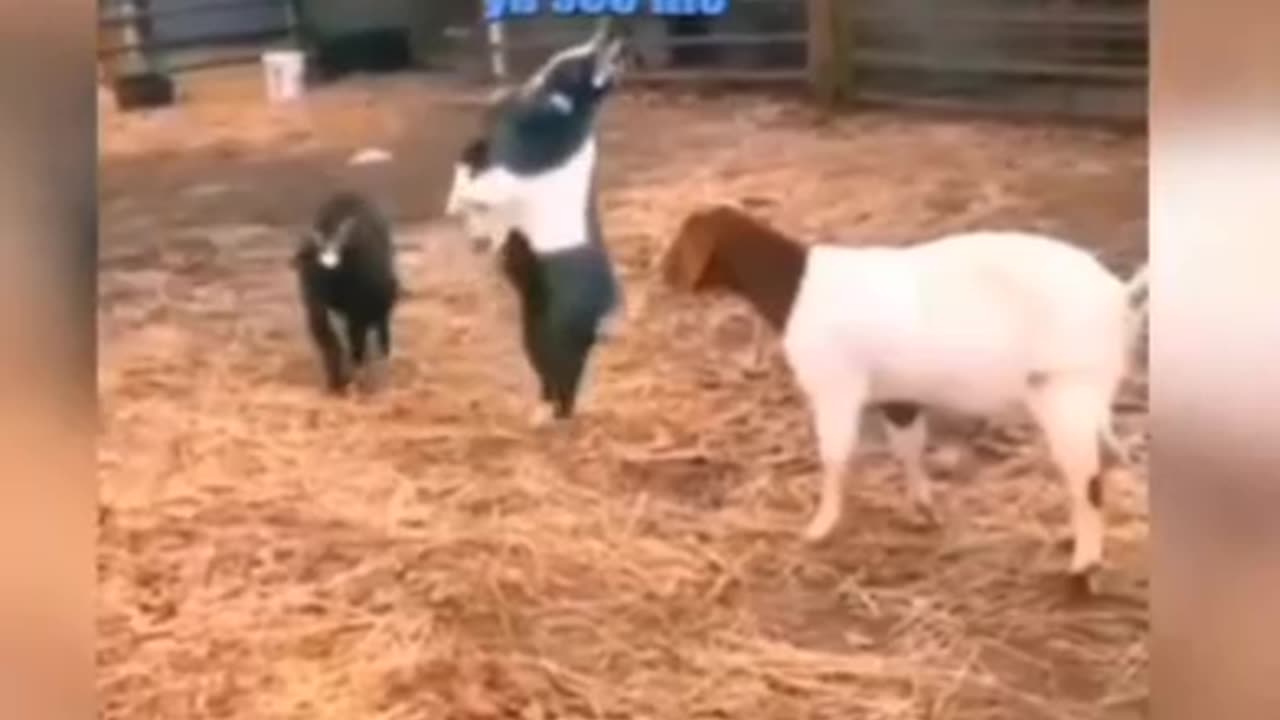 Funny animal video 😂🤣