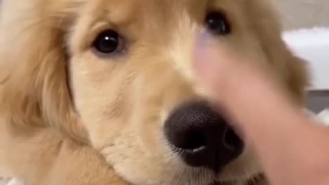 Cute funny puppy try not to laugh