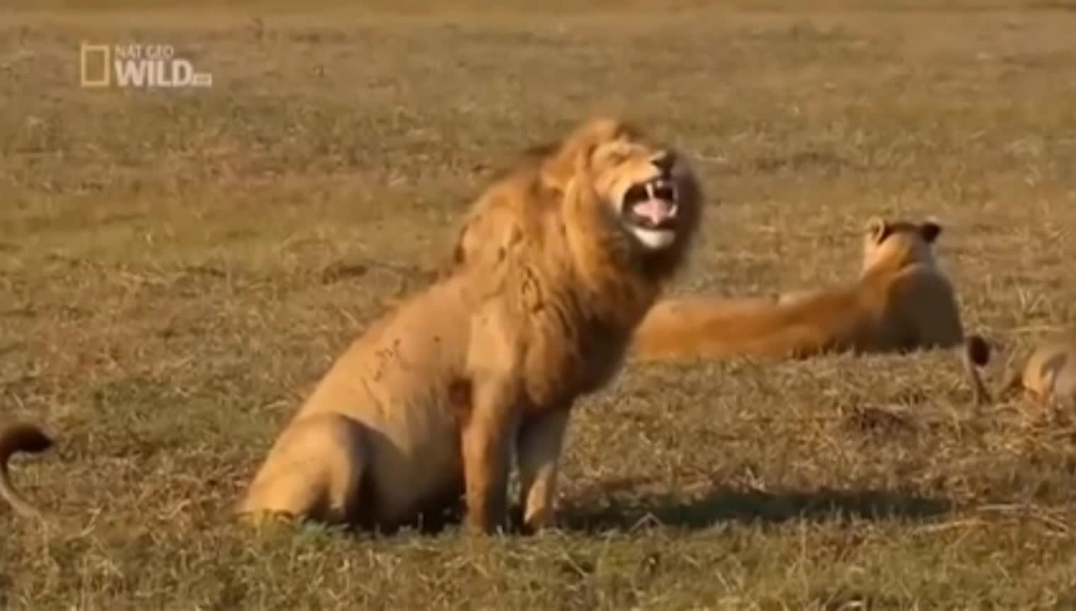 Funny Loin laughing