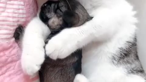 Cat and dog friendship