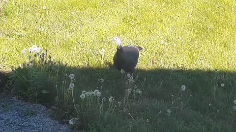 A Turkey Caught On Our Backyard