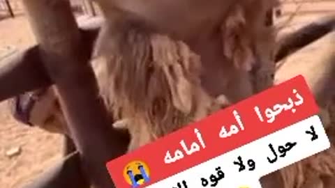 دبحو امه امامه