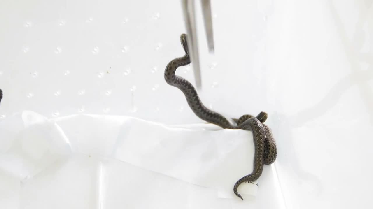 day old newborns Snakes in a terrarium meadow viper Vipera ursinii,