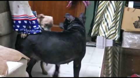 Baby dog playing with mother ❤️