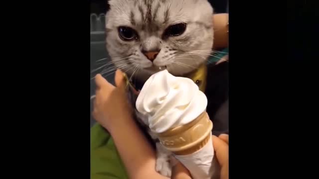 No this not chocolate flavor ice cream. It's ok i will eat this too. 🐱🍦🍨🍧🍨