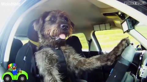 THESE RESCUE DOGS HAVE BEEN TRAINED TO DRIVE A CAR