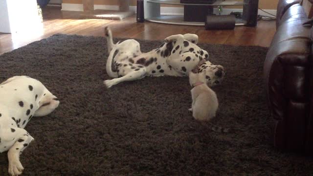 Kitten copies Dalmatian, thinks she's a dog?