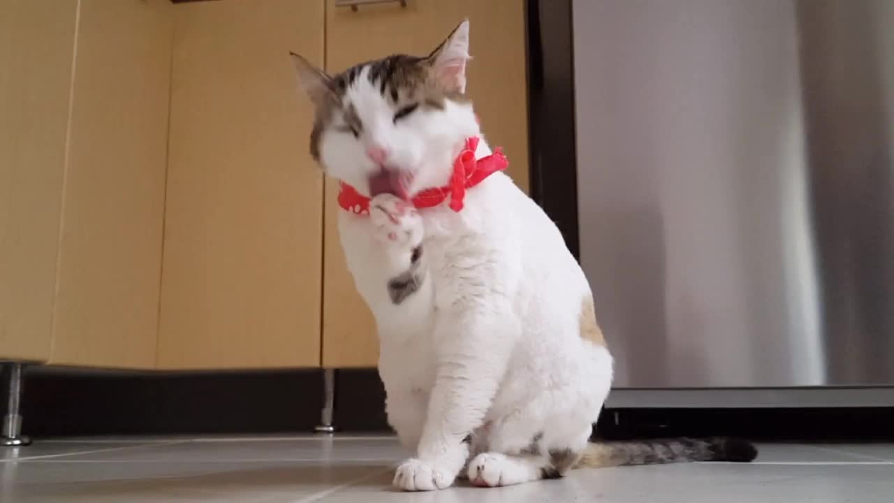 Lovely cat.
