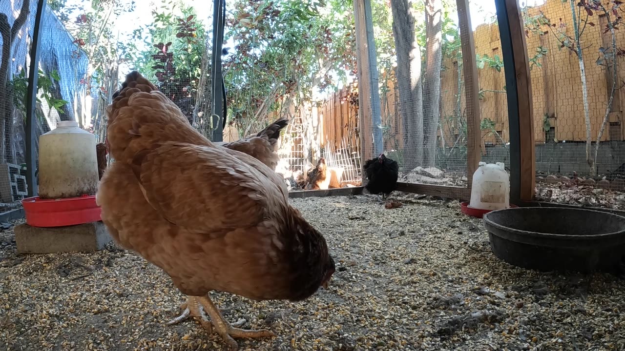 Backyard Chickens Continuous Video Sounds Noises Hens Roosters!