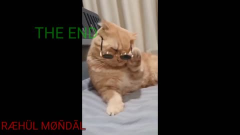 Cat funny video #cat video#cat funny#cat short#cat video Short