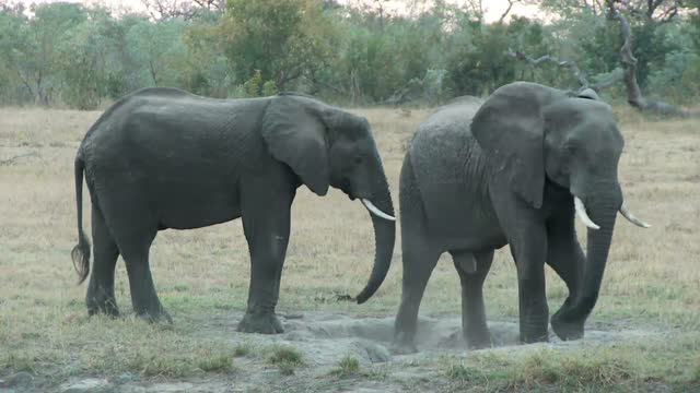 The elephants trumpeted and stamped their feet at their approach.