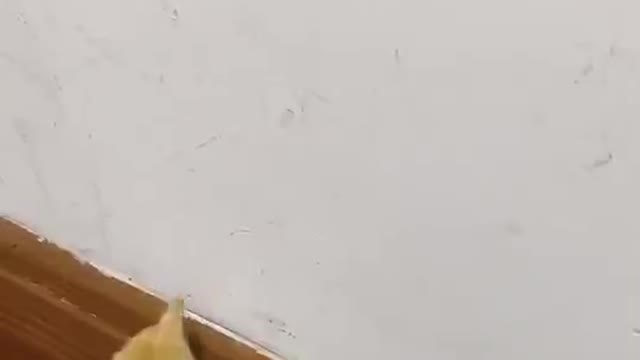 Tool chicken