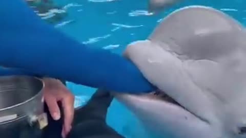 Funny funny dolphin