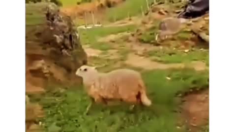 Funny Sheep video. Lol women live longer