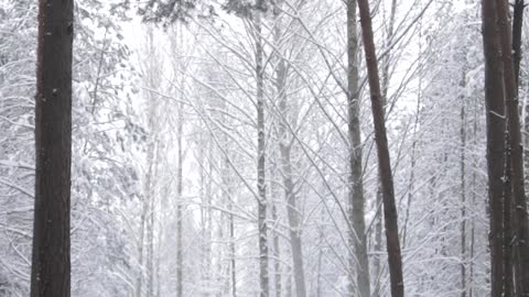 Person Walking In Snowy Pathway Surrounded By Trees