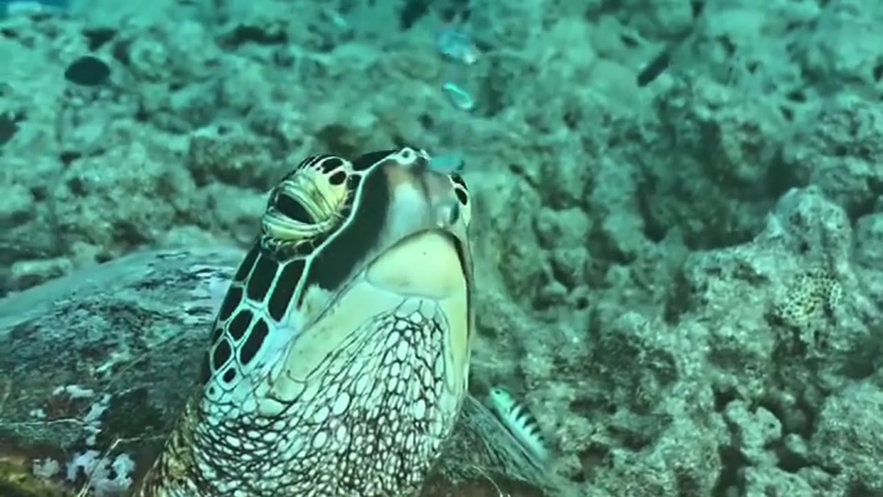 Even turtles follow the rule - no regulator - exhale. Anyone in the subject will understand)