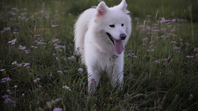 Lovely dog cutest puppies