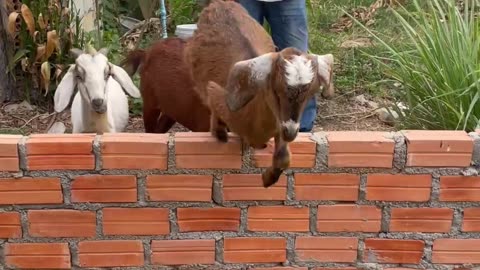 Funny Goat, cute goat Ep3