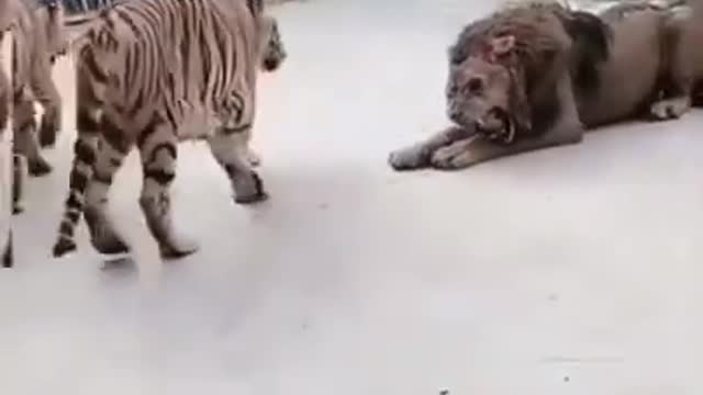 Lion vs the tiger