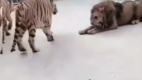 Lion vs the tiger