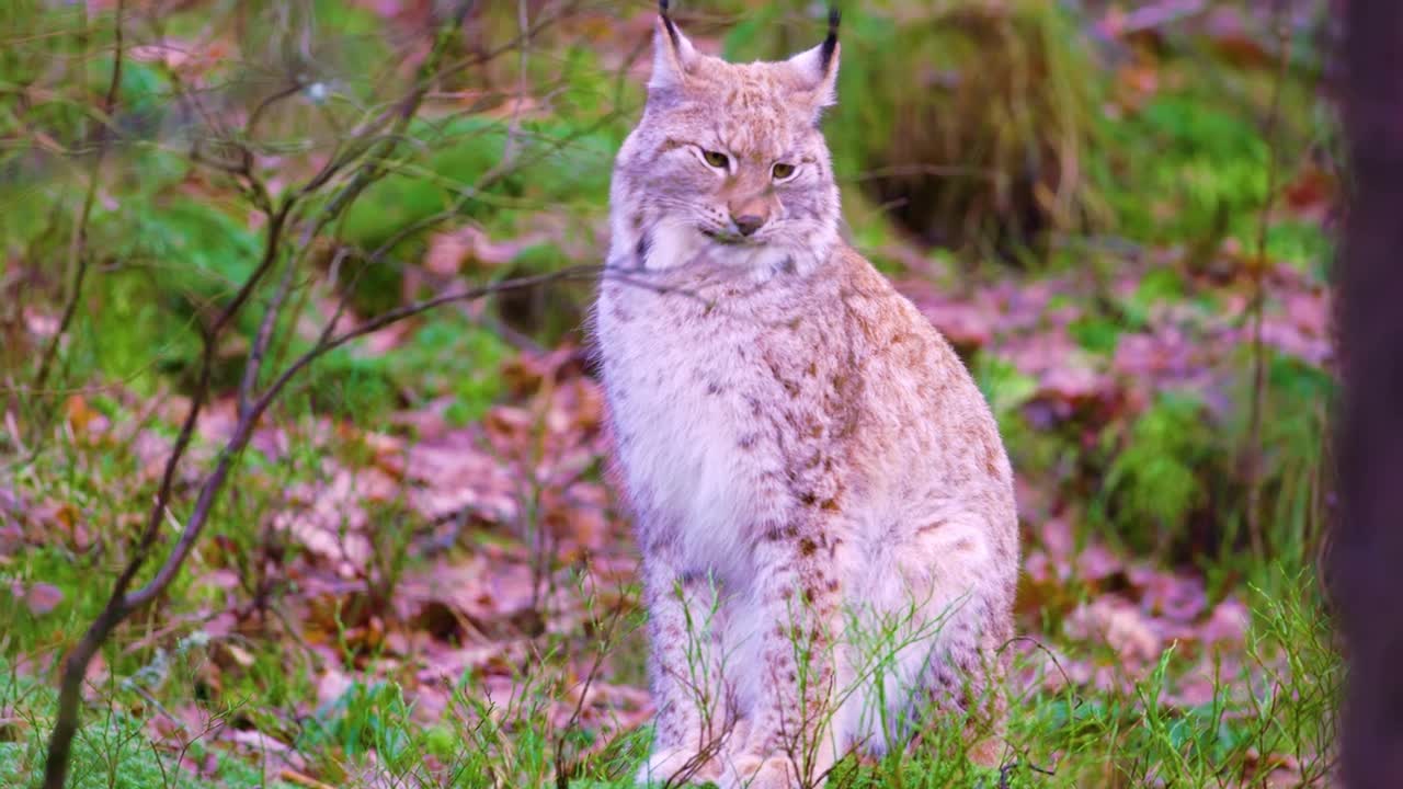 wonder of god, wild life. look!