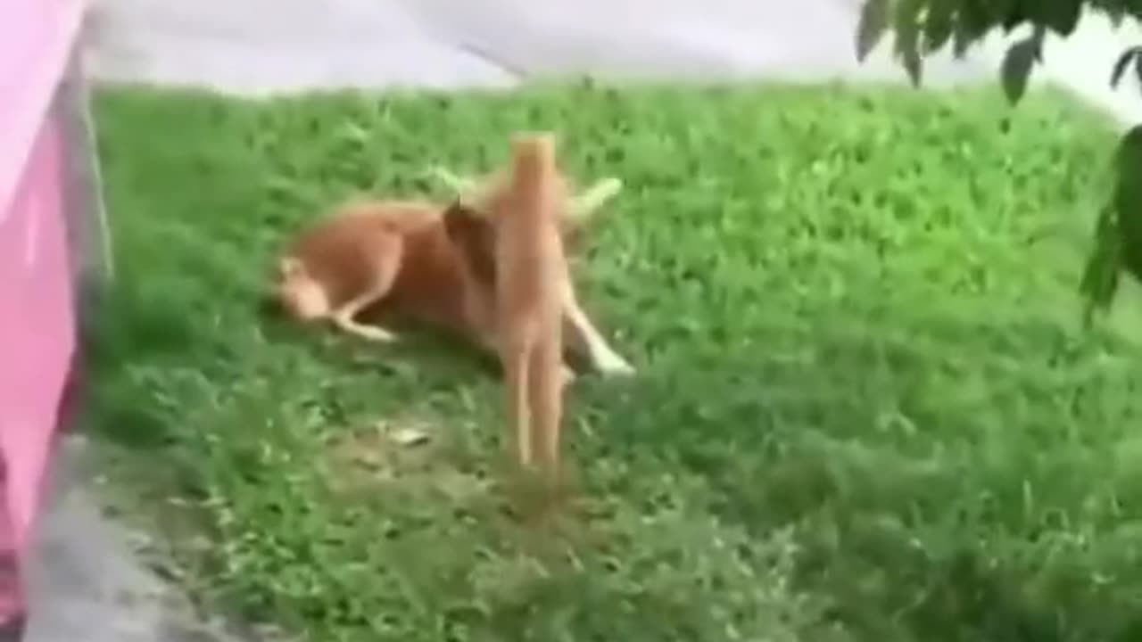 Funny animal videos 😂😂😂