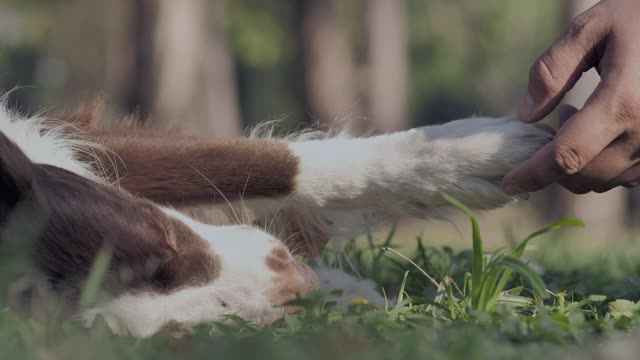 A person's hand caressing a dog