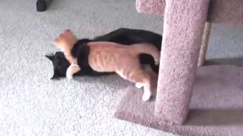 Funniest cats you must watch this makes you fun