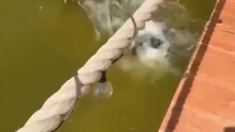 Funny Animals fails