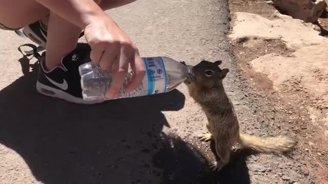 Thirsty squirrels attract people's attention.