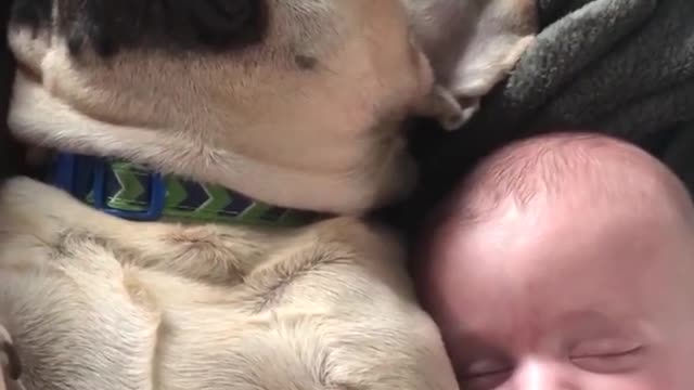 Dogs are Babies Bestfriend🤗 So adorable😊