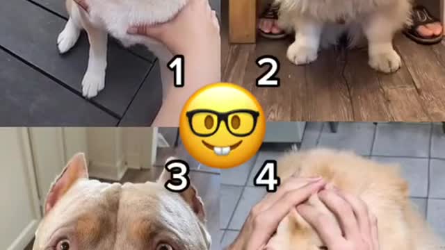 cute pet funny