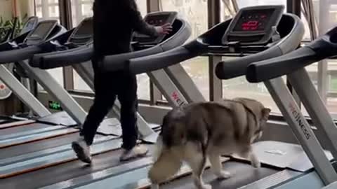 Training for dog 🐕