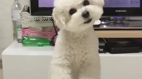 Funny Dog Videos 2021 It's time to LAUGH with Dog's life15