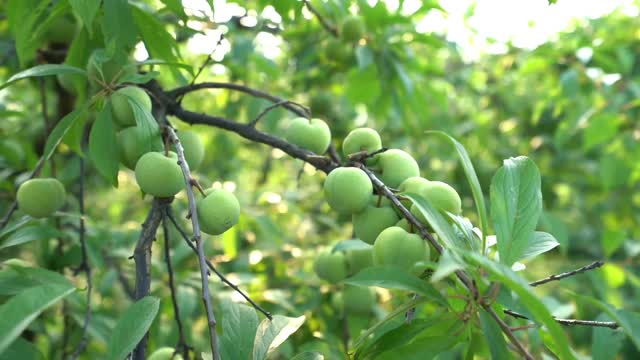 Orchard, fruit