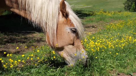 Mustang eats grass