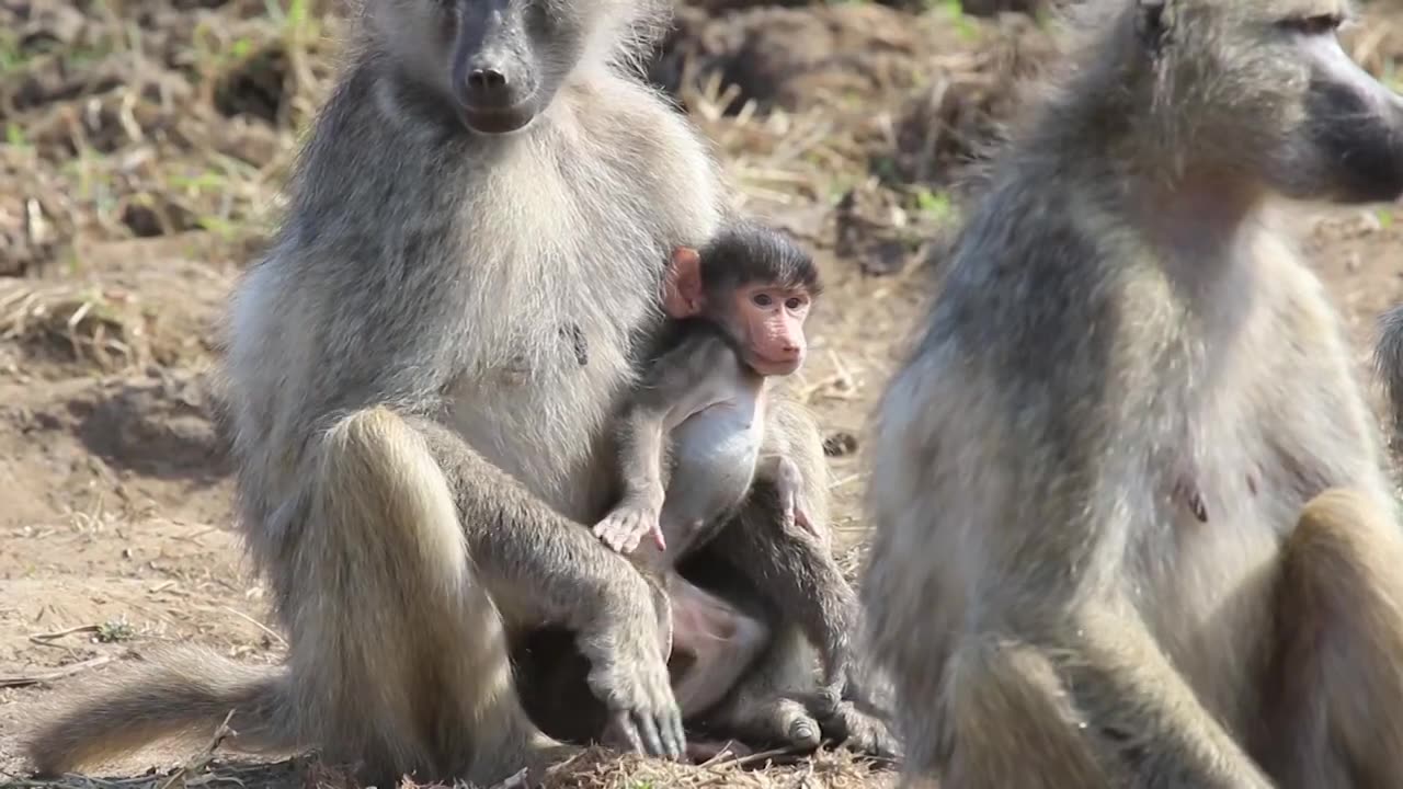 Baboon baby and family.