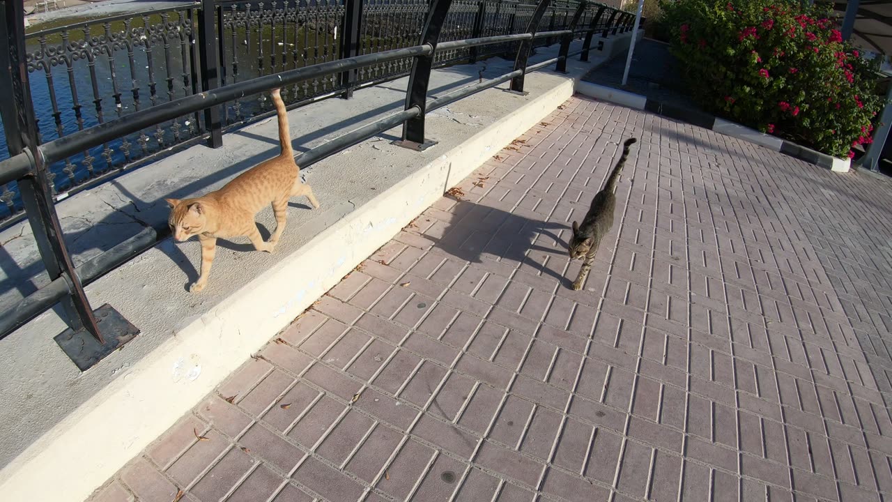 ED SHEERAN & MICHAEL JACKSON - Homeless cats in Ras Al Khaimah, UAE #cat #EdSheeran #MichaelJackson