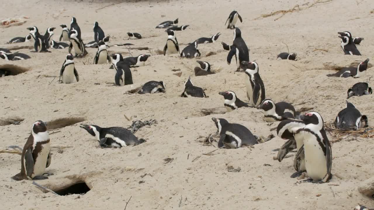African penguin Spheniscus demersus also known as the jackass penguin