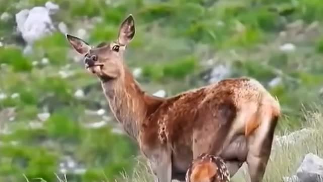 most viewd funny animal video