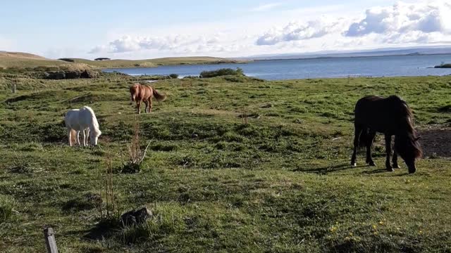 Icelandic Horses-Myvatn Iceland!