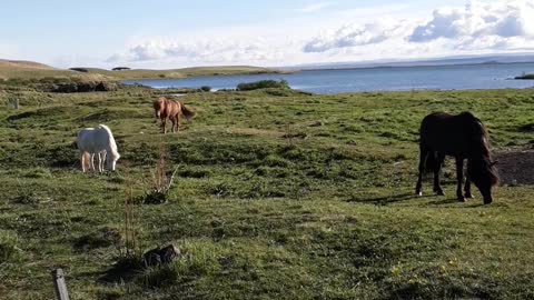 Icelandic Horses-Myvatn Iceland!