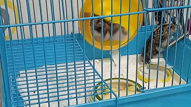 Hamsters