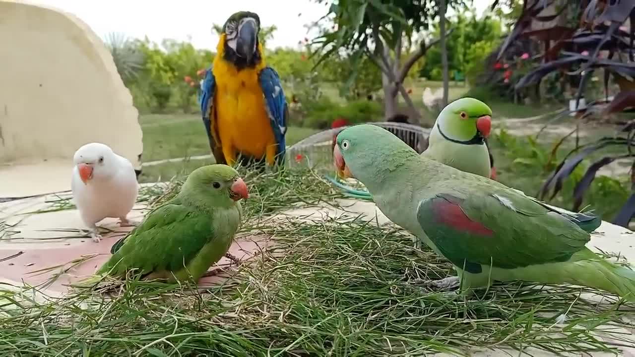 Baby Parrot Greeting