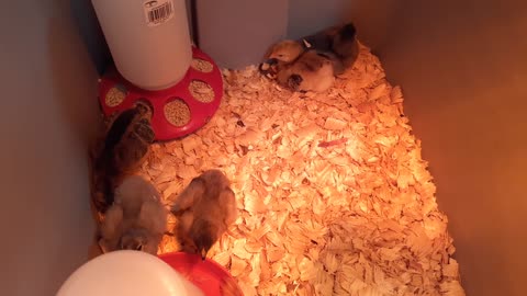 Five Young Chicks Wake Up Together