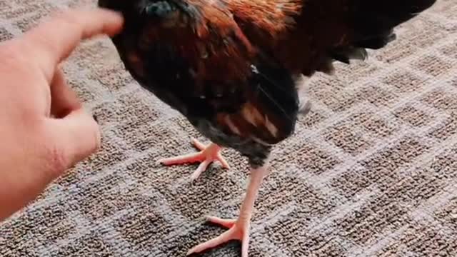 HeiHei the house chicken 😂